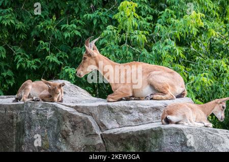 Markhor goatlings jump on the rocks. Markhor, Capra falconeri, wild goat native to Central Asia, Karakoram and the Himalayas Stock Photo