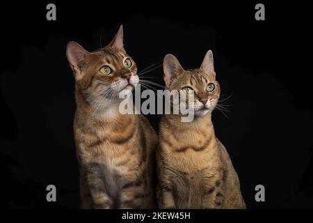 Savannah in front of black background Stock Photo