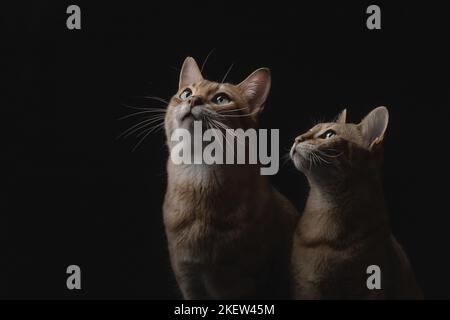 Savannah in front of black background Stock Photo