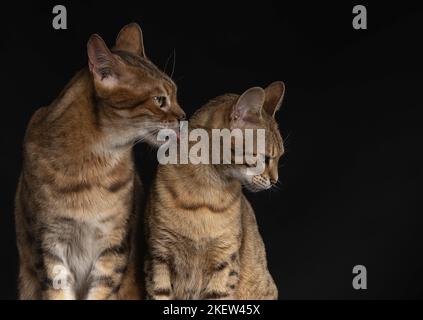 Savannah in front of black background Stock Photo