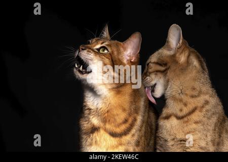 Savannah in front of black background Stock Photo