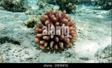Beautiful coral reefs of the Red Sea. Beautiful coral reefs of the Red ...