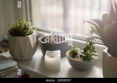 Succulents flowers in pots on the windowsill on a sunny day. Home interior. Lifestyle. Copy space. Stock Photo