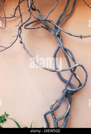 ivy or grape plant Curved trunk steam on the creamy orange color wall background. Graphic design or beautiful plants concept image. Stock Photo