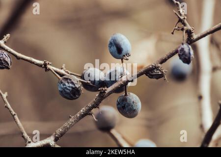 Blackthorn blue berries on prickly bush branches in autumn forest with blurred background. Natural macro foliage Stock Photo