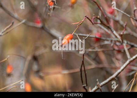 Dog rose (Rosa canina) red berries close-up, ripening in sunny october. Autumn botany with blurred background Stock Photo