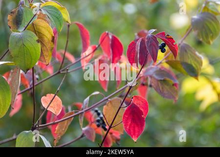 Cornus sanguinea, the common dogwood shrub branches close-up with dark black berries and red leaves. Autumn botany with blurred green background Stock Photo