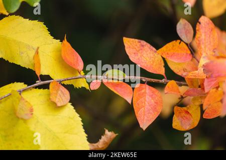 Autumn yellow and red vibrant leaves small branch close-up with dark blurred background. Autumnal forest in orange and yellow colors, nature details Stock Photo