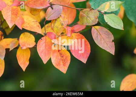 Autumn colorful vibrant leaves close-up with blurred greenery background. Autumnal forest in orange and yellow colors, nature details Stock Photo