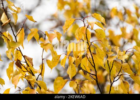 Autumn yellow vibrant leaves on tree branches with blurred background. Autumnal saturated colorful nature details Stock Photo