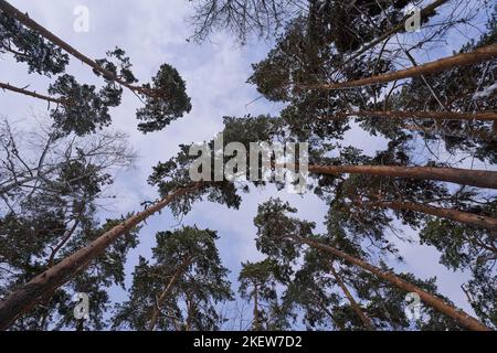 Tops of pine trees against the blue sky. Winter in the park Stock Photo