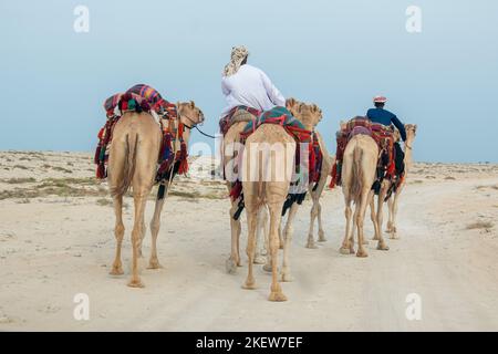 Group of Camel walking in Inland sea. sea line beach Qatar Stock Photo