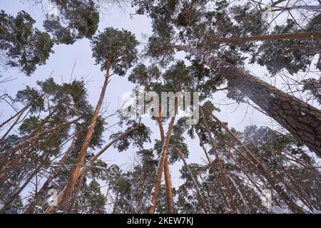 Tops of pine trees against the blue sky. Winter in the park Stock Photo