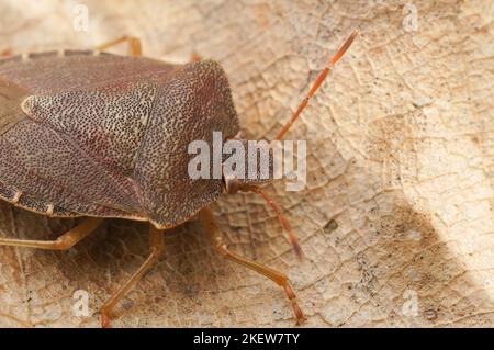 Detailed closeup on an overwintering and brown colored green shieldbug, Palomena prasina Stock Photo