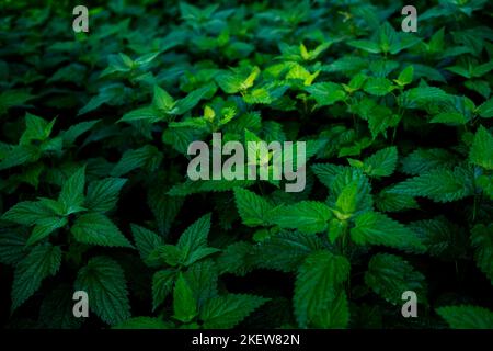 stinging nettle field (Urtica dioica) in various green colors with a bit of glowing light at its center Stock Photo