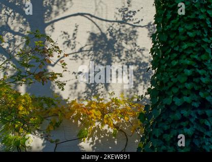 shadows of branches and leaves on a white wall, a horizontal branch with yellow leaves, and a green ivy-foliated trunk of a tree in the foreground Stock Photo