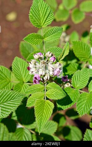 Mysore raspberry, Ceylon raspberry or hill raspberry (Rubus niveus) flowers on orchard Stock Photo