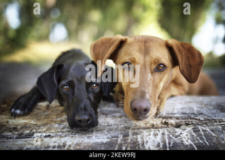 2 Podenco-Mongrels Stock Photo