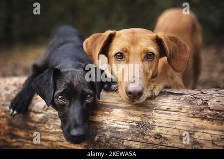 Podenco-Mongrels Stock Photo