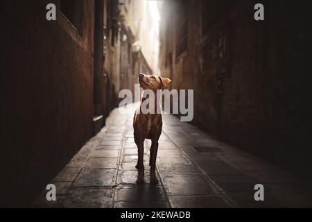 standing Podenco-Mongrel Stock Photo