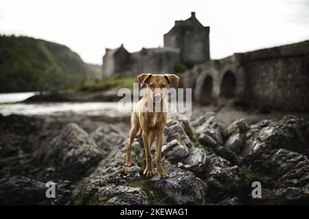 standing Podenco-Mongrel Stock Photo