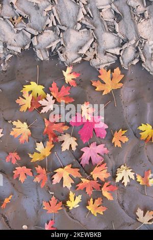 Fallen leaves,  Bigtooth Maple tree, (Acer grandidentatum), in dry streambed, Zion National Park, Utah Stock Photo