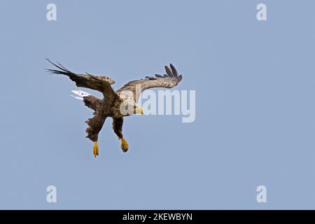 White-tailed eagle / Eurasian sea eagle / erne (Haliaeetus albicilla) adult in flight and landing in summer Stock Photo