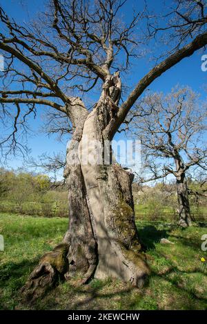 A tree cavity filled with concrete / cement to structurally support it / Grey cement inside a tree trunk Stock Photo