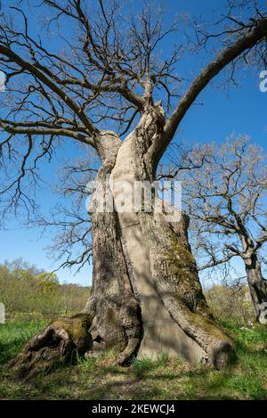 A tree cavity filled with concrete / cement to structurally support it / Grey cement inside a tree trunk Stock Photo