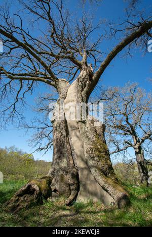 A tree cavity filled with concrete / cement to structurally support it / Grey cement inside a tree trunk Stock Photo