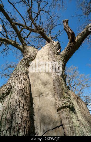 A tree cavity filled with concrete / cement to structurally support it / Grey cement inside a tree trunk Stock Photo