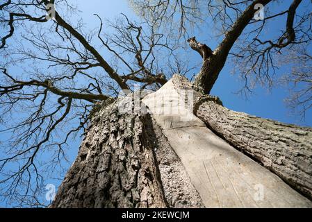 A tree cavity filled with concrete / cement to structurally support it / Grey cement inside a tree trunk Stock Photo