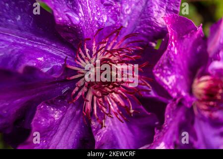 Clematis The President. Summer Flowering Deciduous Climbing Clematis Plant. Purple clematis flower is in bloom. It is a close-up photograph of purple