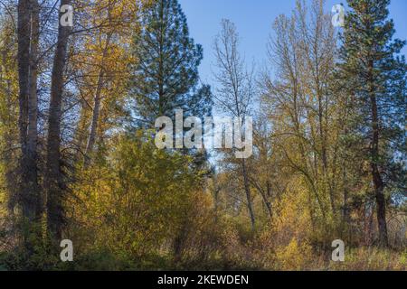 Traveler's Rest State Park, near Missoula, Montana is the only campsite in the nation confirmed to be a stop by the famous Lewis and Clark expedition. Stock Photo