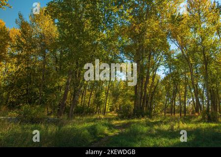 Traveler's Rest State Park, near Missoula, Montana is the only campsite in the nation confirmed to be a stop by the famous Lewis and Clark expedition. Stock Photo