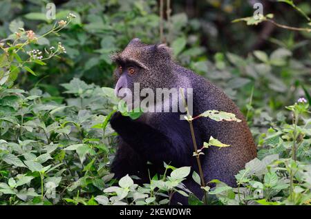 Cercopithecus mitis, Diademmeerkatze, blue monkey, diademed monkey Stock Photo