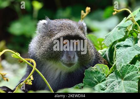 Cercopithecus mitis, Diademmeerkatze, blue monkey, diademed monkey Stock Photo