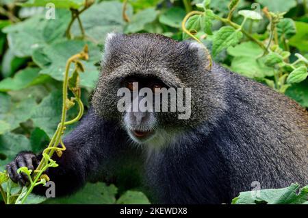 Cercopithecus mitis, Diademmeerkatze, blue monkey, diademed monkey Stock Photo