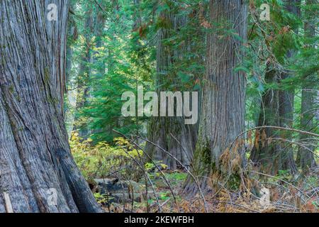 Settlers Grove of Ancient Cedars is a North Idaho forest with trees over 1,000 years old and trunks more than 10 feet in diameter. Stock Photo