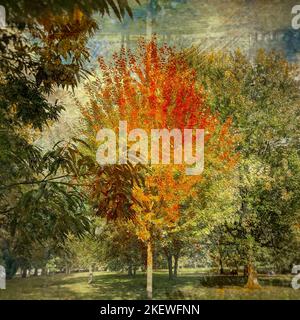 Autumnal London. Green Park. Creative digital fusion of the same image with distressed filter. Stock Photo