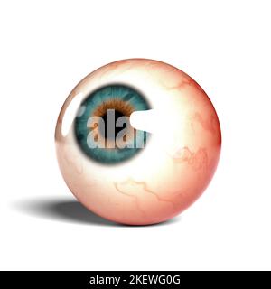 Side view of realistic human eyeball isolated on wihte background, 3D rendering Stock Photo