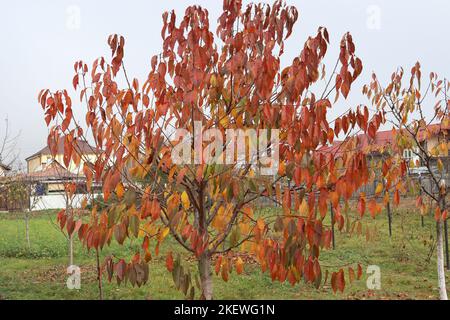 Silhouette of a tree surprised at the end of autumn . You can see how its leaves are withering Stock Photo