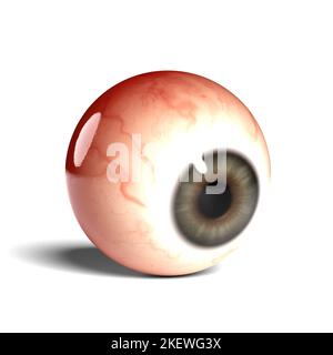 Side view of realistic human eyeball isolated on wihte background, 3D rendering Stock Photo