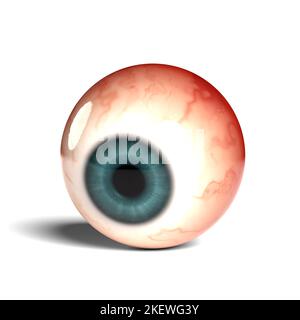 Side view of realistic human eyeball isolated on wihte background, 3D rendering Stock Photo