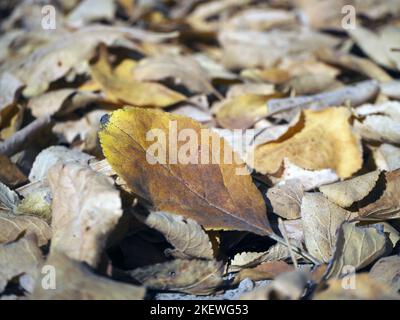 Fall leaves lying on the ground. Fallen autumn leaves. Stock Photo