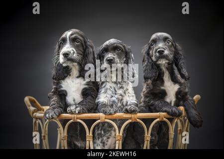 English Cocker Spaniel Puppies Stock Photo