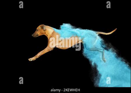 male Rhodesian Ridgeback Stock Photo