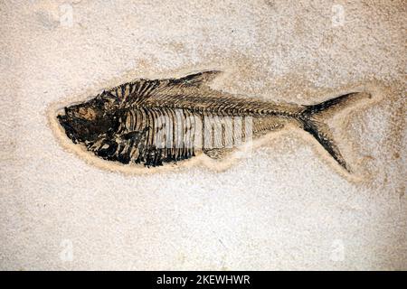 Fish fossil preserved remains, impression, or trace of any once-living thing from a past geological age. Examples include bones, shells, exoskeletons, Stock Photo