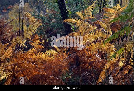 Ferns (Bracken) taking on the russet browns and golds of autumn at Gwydyr Forest, Snowdonia National Park Gwynedd North Wales UK Stock Photo