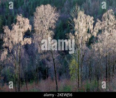 Winter colour from stems of Birch tree branches and foliage in the Gwydyr Forest at Nant Uchaf in winter Snowdonia National Park Gwynedd North Wales U Stock Photo